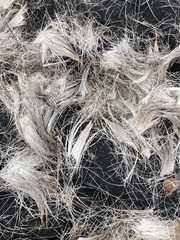 Odocoileus virginianus