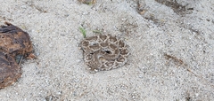 Crotalus ruber