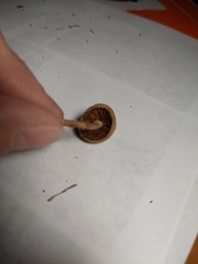 Panaeolus foenisecii
