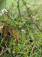 Galianthe bogotensis