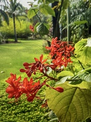 Clerodendrum speciosissimum