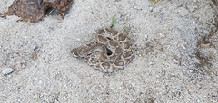 Crotalus ruber