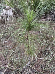 Pinus palustris
