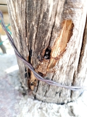 Frieseomelitta nigra