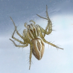 Oxyopes salticus