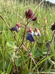 Desmodium molliculum
