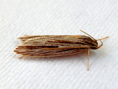 Leistarcha amphigramma