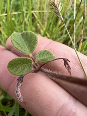 Desmodium molliculum