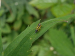 Evacanthus interruptus
