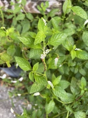 Heliotropium angiospermum