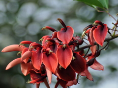 Erythrina crista-galli