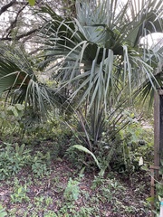Coryphoideae