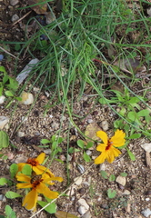 Thelesperma filifolium