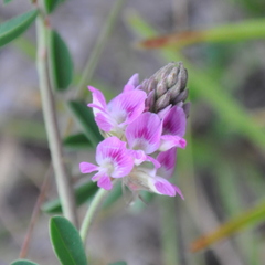 Indigofera sabulicola