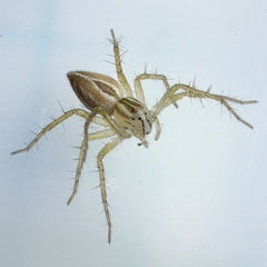 Oxyopes salticus