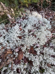 Cladonia rangiferina