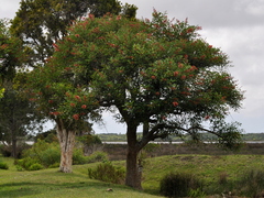 Erythrina crista-galli