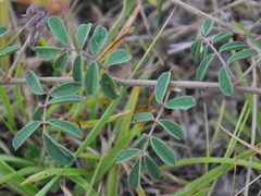 Indigofera sabulicola