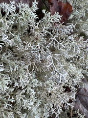 Cladonia rangiferina