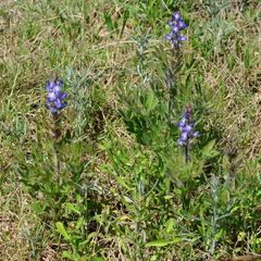 Lupinus bracteolaris