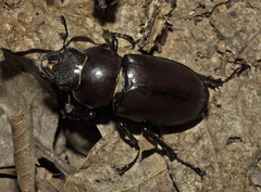 Lucanus elaphus