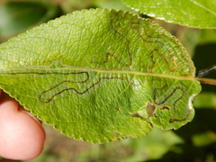 Phyllocnistis populiella