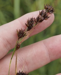 Rhynchospora glomerata