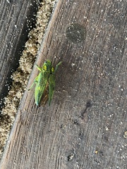 Chrysodema