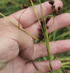 Rhynchospora glomerata