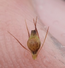 Rhynchospora glomerata