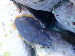 Sepia mestus