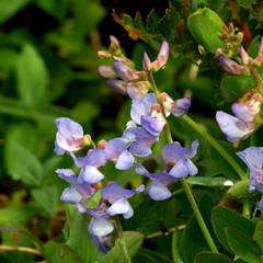 Lathyrus nervosus