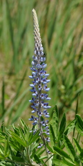 Lupinus albescens