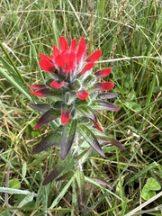 Castilleja arvensis arvensis
