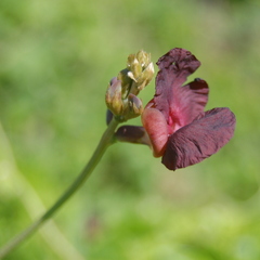 Macroptilium bracteatum