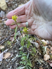 Solidago puberula