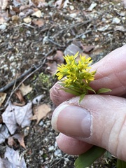 Solidago puberula