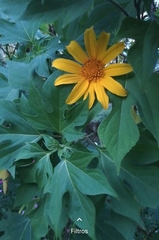 Tithonia