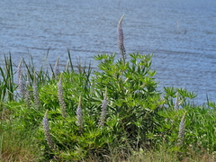 Lupinus albescens