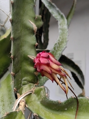 Selenicereus ocamponis