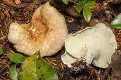 Albatrellus
