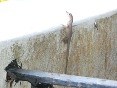 Anolis