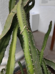 Selenicereus ocamponis