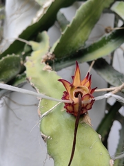 Selenicereus ocamponis