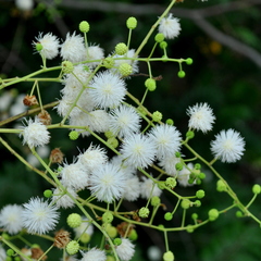 Mimosa bimucronata