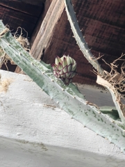 Selenicereus ocamponis