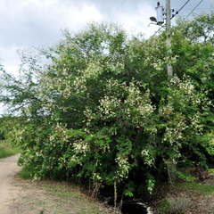 Mimosa bimucronata