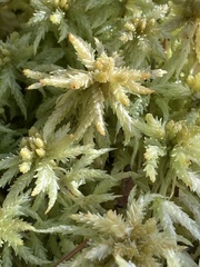 Sphagnum centrale