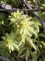 Sphagnum centrale