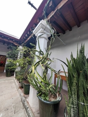 Selenicereus ocamponis